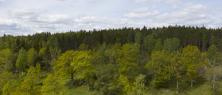 Ensidig bild av skogsbruket ökar polariseringen