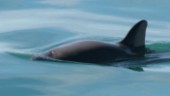 Kravet från EU: Gör mer för att skydda tumlarna