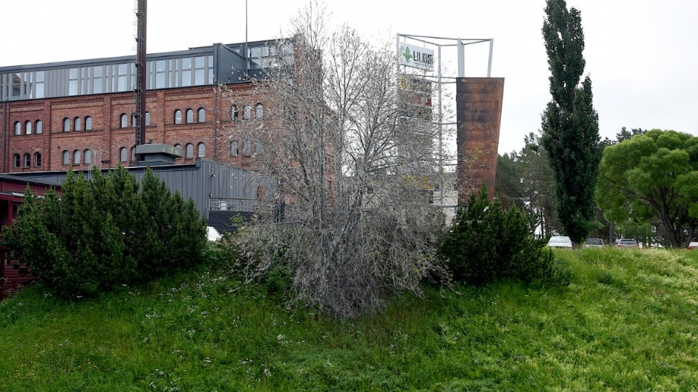 "Spökträd" brukar de kallas, de häggar som angripits av häggspinnarmal. Den här står vid Bergnäsbrons fäste på stadshalvön.