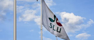 Höga betyg för SLU på Shanghai-rankingen
