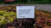  Blomtjuvar härjar i stadens rabatter: "Konstigt att man ska behöva sätta ut skyltar"