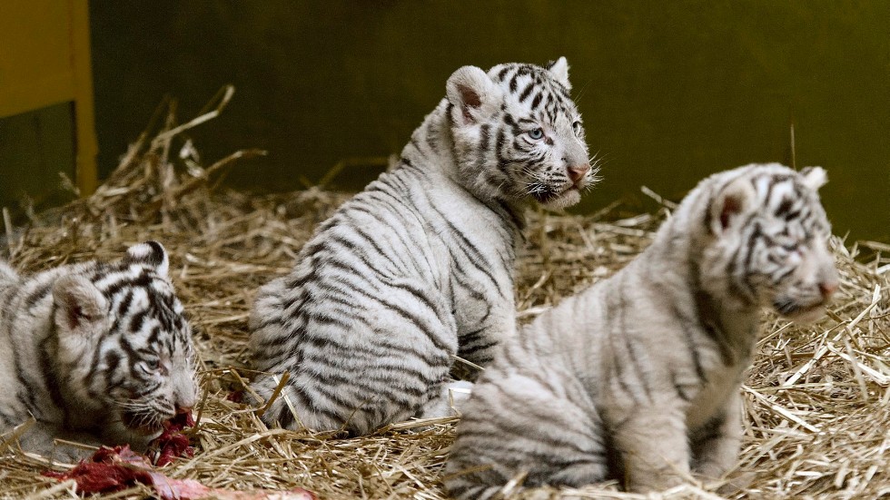 Två vita tigerungar har dött i Pakistan. Det är dock inte samma ungar som syns på bilden. Arkivbild.