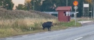 "Ett svinaktigt möte": Sömnlös gris tog en dagstur