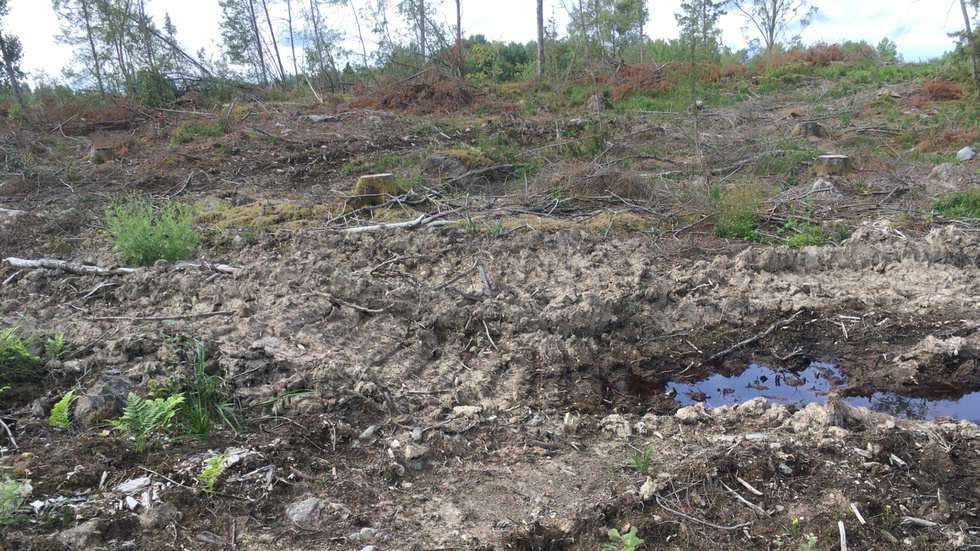 Är det så här det kommer se ut? Det undrar Naturskyddsföreningen i Flen i sin replik till Strängnäs stift.