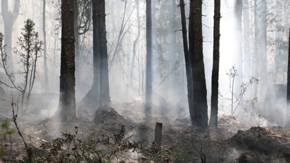 Risken för bränders i skog och mark är stor just nu, och i Hultsfreds kommun införs eldningsförbud från klockan 12 i dag.