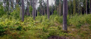 Skogsarbetare lägger om schemat