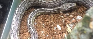 Exotisk orm hittades i Skäggetorp