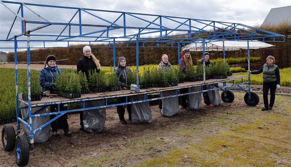 Full fart med sorteringen av granplantor under påsklovet. Foto: Morgan Karlsson