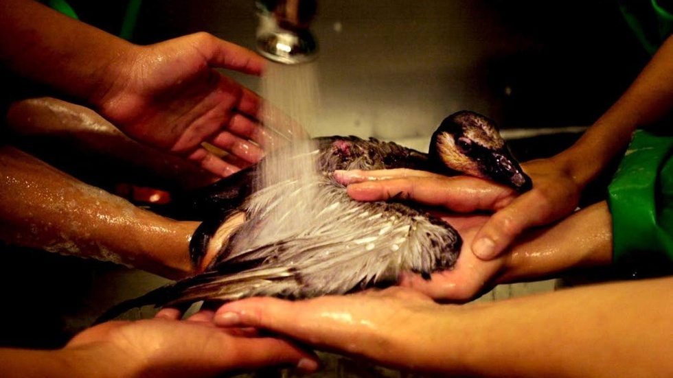 Oljeskadade fåglar måste tvättas flera gånger för att bli helt rena.