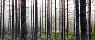 Dags att skydda skogen från staten