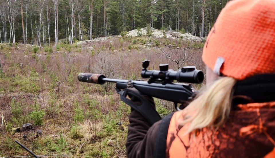 Erika Hultgren lägger an sin Blaser R93 och kramar avtryckaren mot det 20:e vildsvinet under hennes jaktkarriär. Foto: Morgan Karlsson