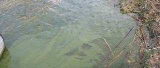 Algblomning vid Nyladabadet - bad avrådes