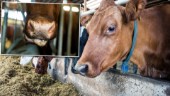 Betalningen till mjölkbönderna höjs: ”Oerhört viktigt för ett levande Norrland”