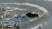 Udda upptäckten: Sälunge på besök i Söderköping ✓ Letade fisk i Storån – fångades på film