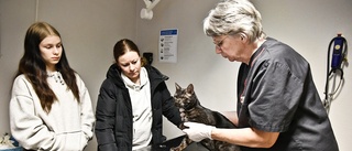 Smådjursveterinären har sålt sitt livsverk: ”Vårt arbete här fortsätter som vanligt”