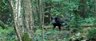 Jägare attackerad - sparkade ihjäl vildsvin