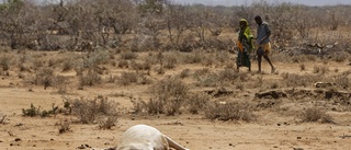 FN varnar: Svår torka orsakar matbrist i Kenya