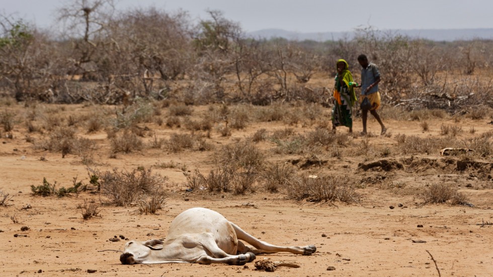 Kenya har drabbats av svår torka. Arkivbild.
