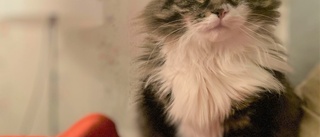 Katten Ludis försvunnen • 10 000 i belöning • "Han är så saknad"