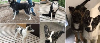 54 hundar togs – får hundförbud