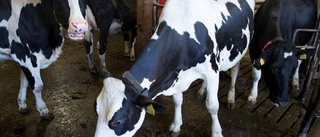 Kraftig minskning av antalet mjölkkor