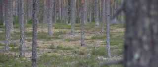 Sveaskog sålde skog för miljoner