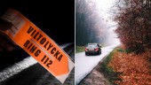 Viltolyckor: Gotland tredje olyckstätast i landet • 20 bilister i veckan kommer drabbas