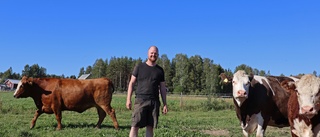 Sjulnäskullen gård är årets nötköttsföretag i Norrbotten