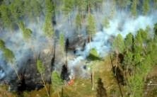 Helikopterhjälp vid skogsbrand