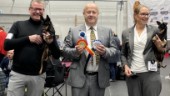 Brittiska minihunden Frode champion i tre länder – utrotningshotad ras: "Som en liten farbror"