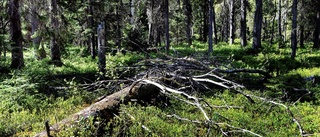 Sveaskog missbrukar vår skog