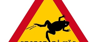 Rädda grodor från trafikdöden