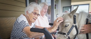 TV: Hästen Charlie gjorde uppskattat besök på äldreboende i Nyköping