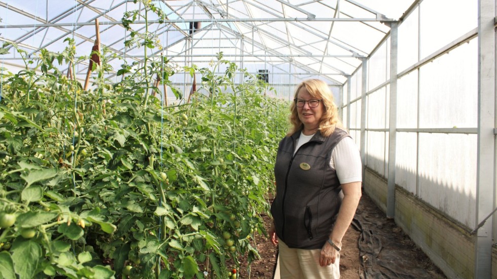 Anette Hagelin Emilsson har sett att trenden för odling har gått upp under de senaste åren, och det håller i sig även i år.