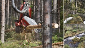 Naturskyddsföreningen vill stoppa avverkning – kräver att skogen blir naturreservat: "Håller klockren reservatsklass"