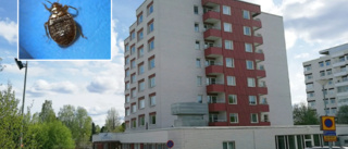 Lössen på Å-center sprider sig– tio lägenheter drabbade • Därför dröjer saneringen 