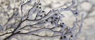 Hoppet om en vit jul i Sörmland lever