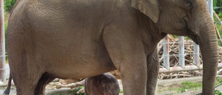 Efter nästan två års väntan – elefantungen föddes död