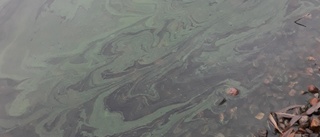Algblomning noterad vid Klämmingsbergsbadet: "Om det finns några giftiga alger vet vi inte"