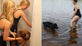 Människans bäste vän trivs som fisken i vattnet • Hundbaden får täta besök under värmeböljan