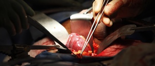 Antalet njurtransplantationer ökar