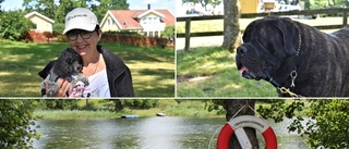 Här får du ta ett svalkande dopp tillsammans med hunden i Linköping