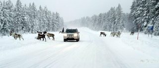 Flera viltolyckor i Norrbotten under onsdagen