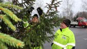 Tio stora julgranar på plats: "Vi började leta i oktober" • Så mycket kostar traditionen: "Värdet för invånarna är stort"
