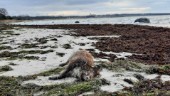 Vildsvin i Gnisvärd? • Kvinna gjorde förvånande fynd på stranden • Länsveterinären: ”Djur kan flyta långt”