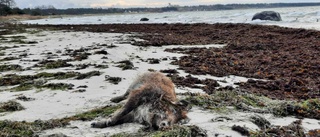 Vildsvin i Gnisvärd? • Kvinna gjorde förvånande fynd på stranden • Länsveterinären: ”Djur kan flyta långt”