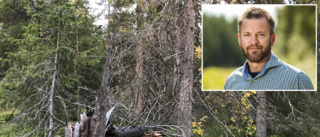 Sveaskog återupptar avverkningen trots protesterna: "Inte nog höga naturvärden"
