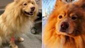 Hundägare i Skellefteå larmar om förgiftningsförsök – hunden Messi rusades till veterinären: ”De hittade ketamin i hans urin”