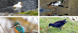 Stångåns rika fågelliv – här är arterna du inte får missa