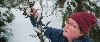 Svampangrepp och älgar hotar skogen • Jenny Karlsson är skogsägare: "Vi måste ta bort 40-50 procent av ungtallarna"